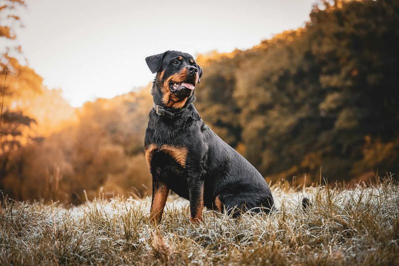 The Gentle Giant