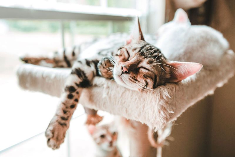 The High Perch