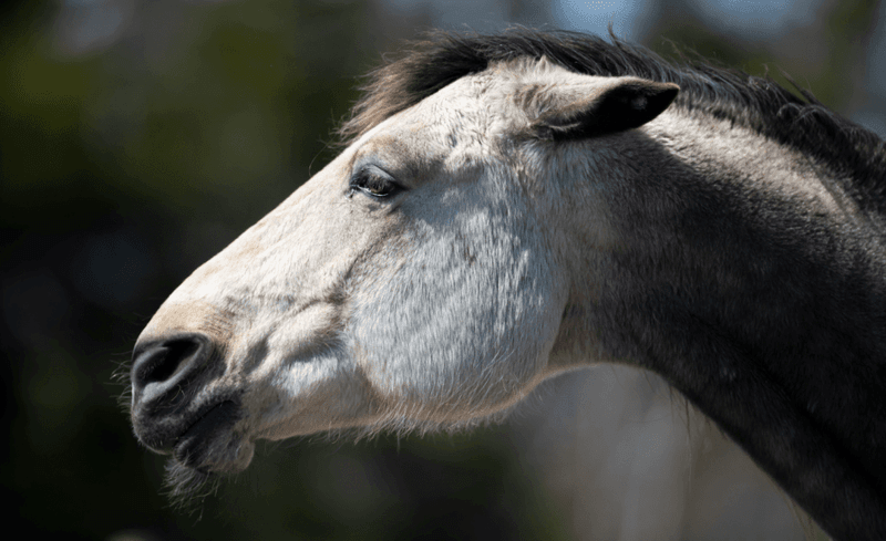 The Language of Ears