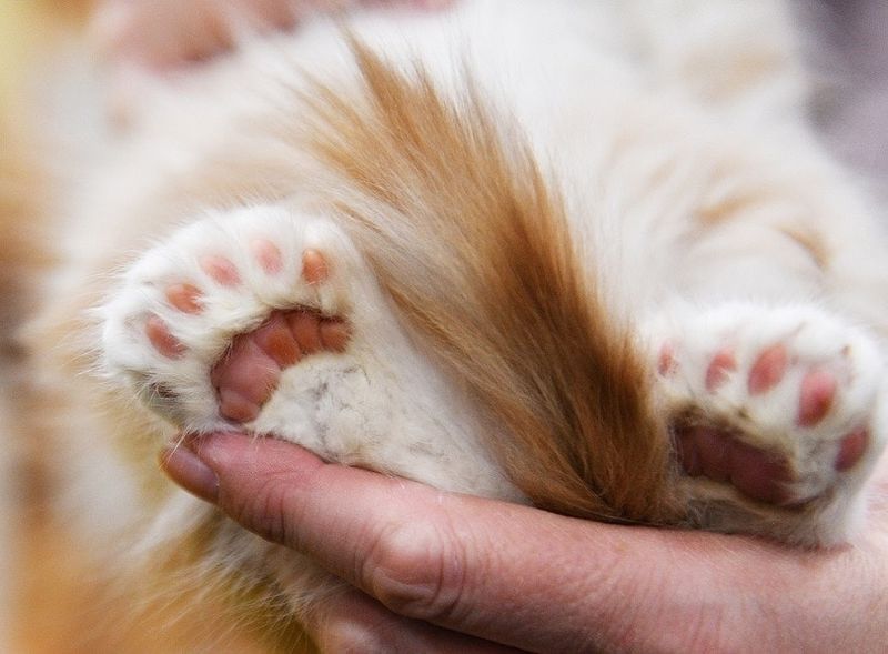 The Largest Number of Toes