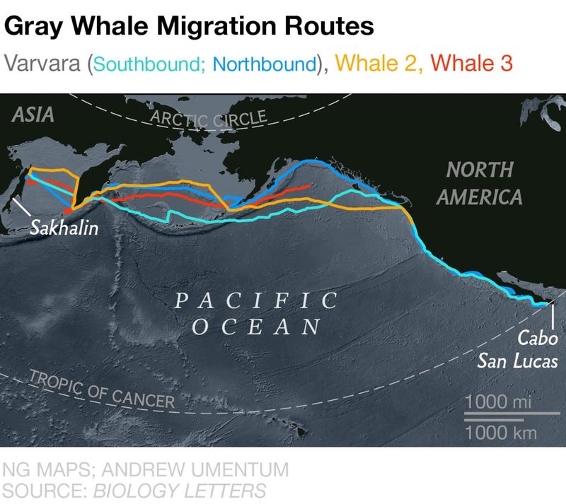 The Longest Migration
