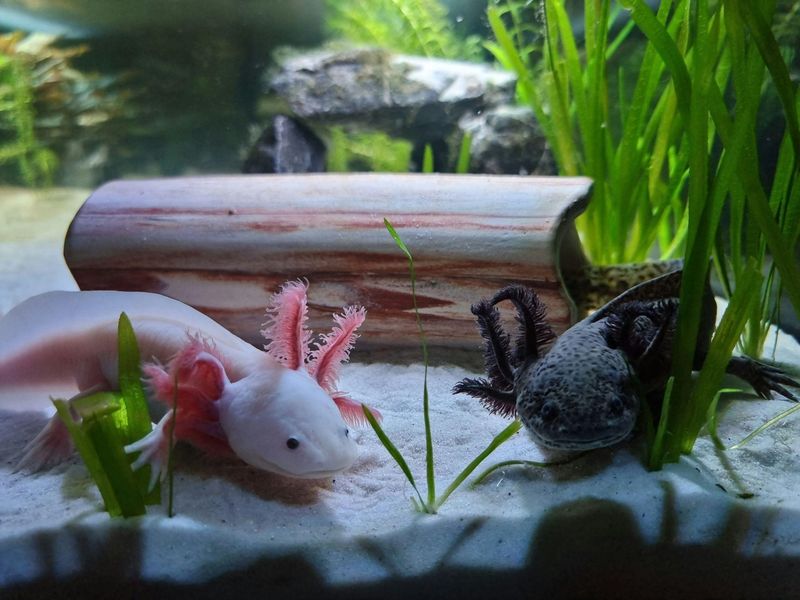 The Majestic Axolotl