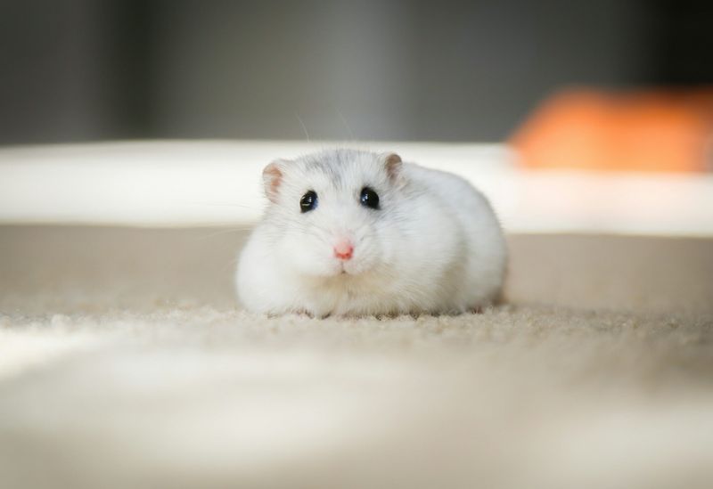 The Melancholic Hamster