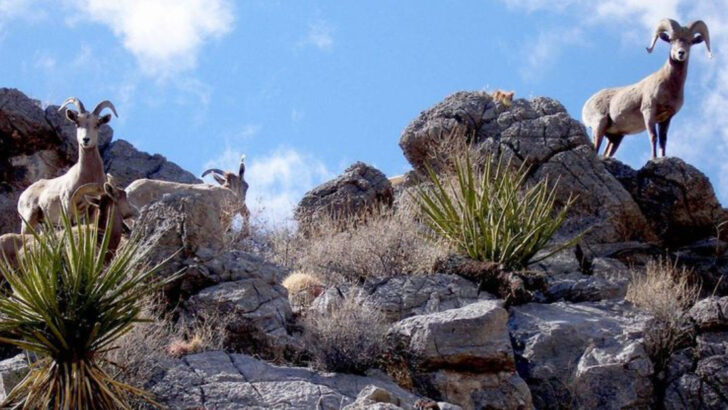 The Only U.S. Desert Where Wild Bighorn Sheep Still Roam in Huge Numbers