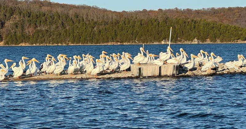 The Pelican Parade