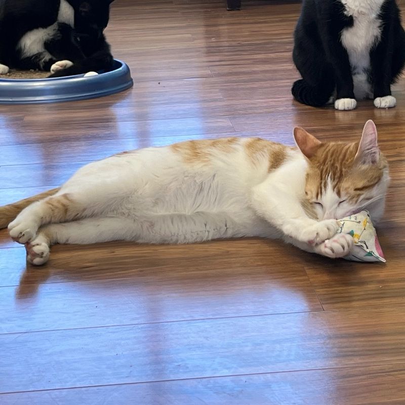 The Playful Tumble