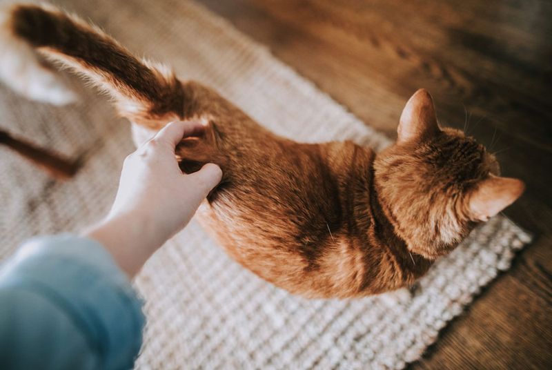 The Quirky Tail Flick