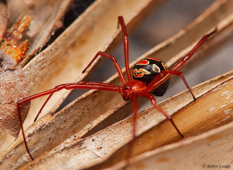 The Red Widow Spider