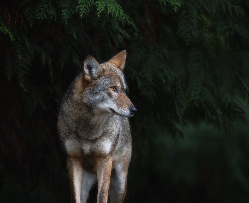 The Red Wolf's Night Vision