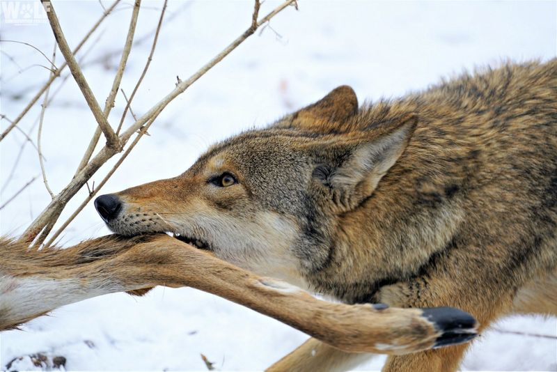 The Red Wolf’s Diet