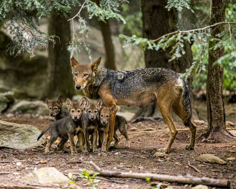 The Red Wolf’s Mysterious Origins