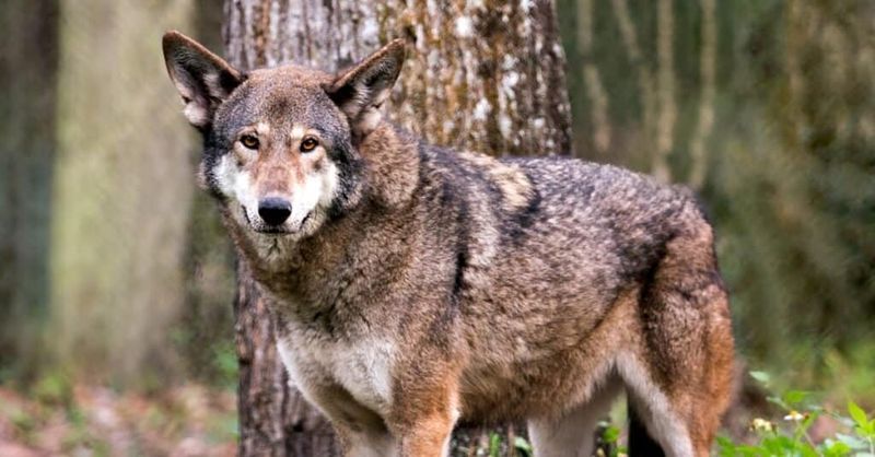 The Red Wolf’s Unique Appearance