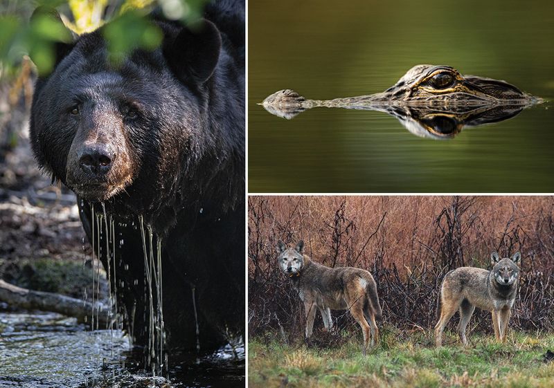 The Refuge's Diverse Ecosystem