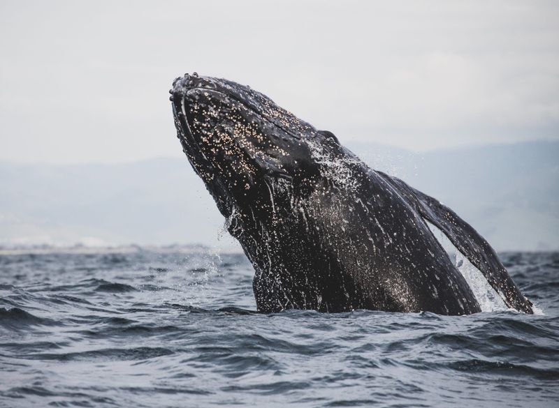 The Role in Ecosystems