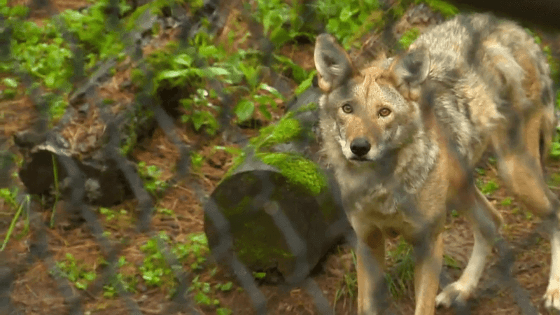 The Role of Zoos