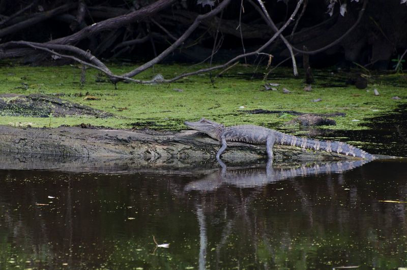The Secretive Swamps of Louisiana's Maurepas