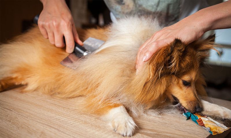 The Shedding Reality