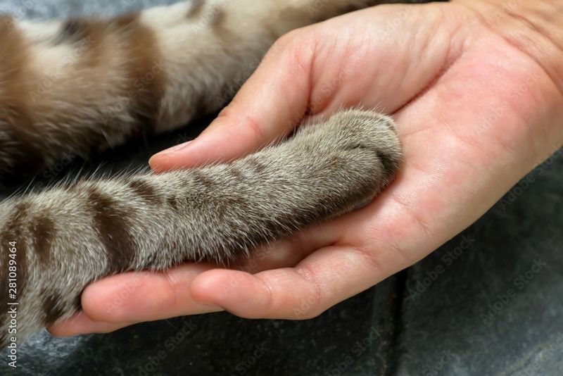 The Silent Paw