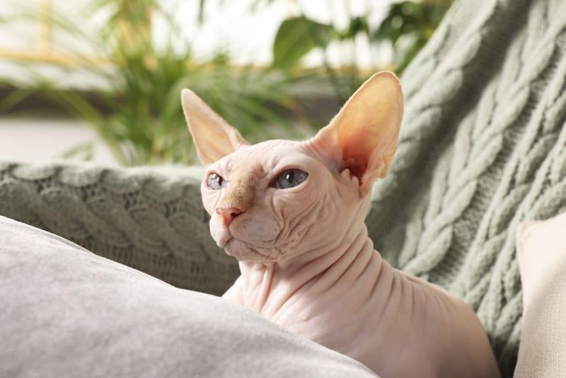 The Spirited Sphynx Cat