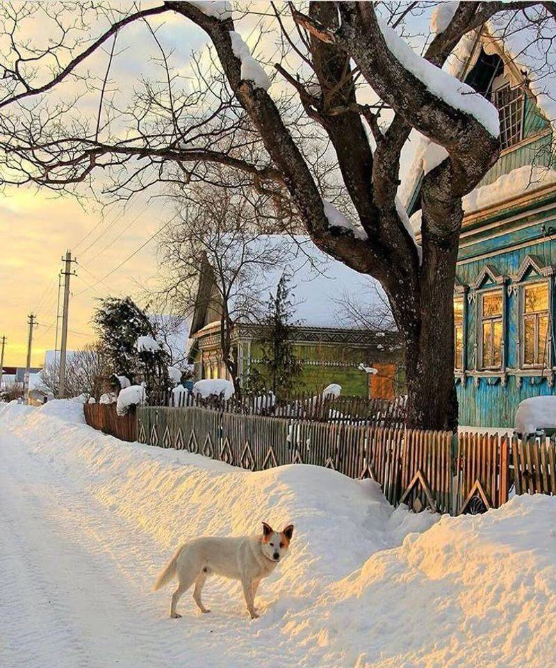 The Street Dogs of Moscow