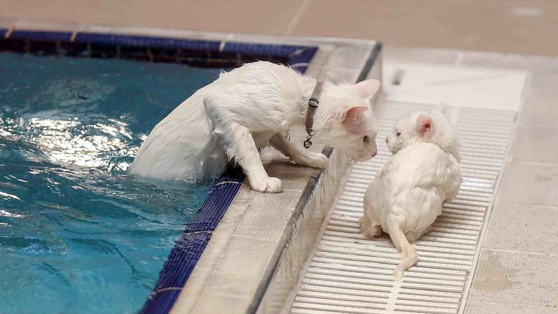 The Swimming Cat