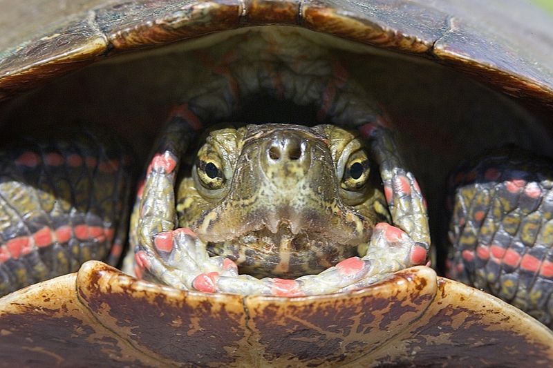 The Tranquil Turtle