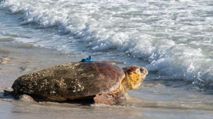 The U.S. Beach With the Largest Wild Sea Turtle Nesting Event