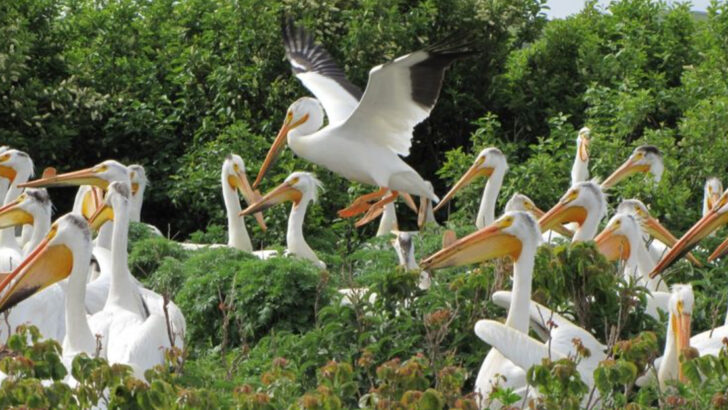 The U.S. Lake With the Biggest Annual Gathering of Wild Pelicans