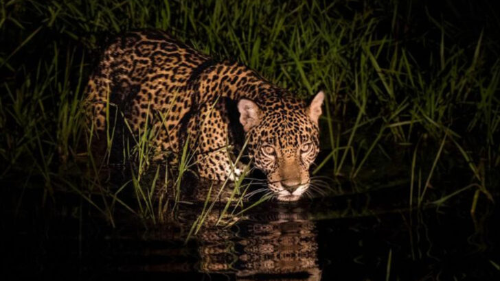 The Unique Social Structures of Big Cat Species Around the World