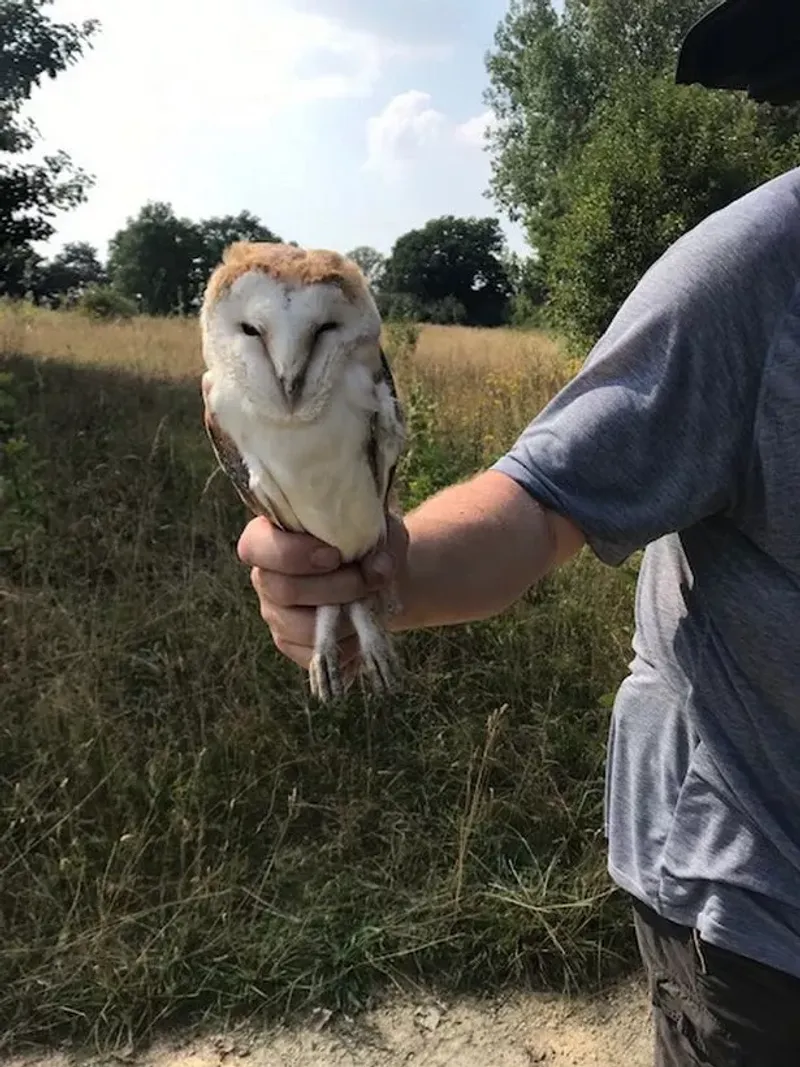 The Vigilant Owl