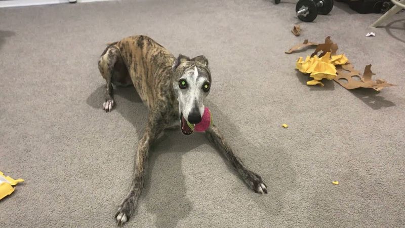 The Wild Whippet