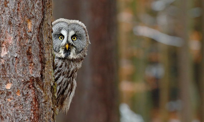 The Wise Owl
