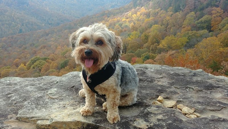 The Yorkie’s Lifespan