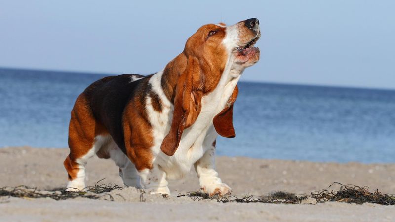 Their Signature Howl