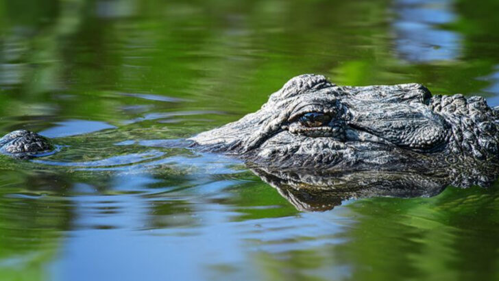 These U.S. Wetlands Shelter the Largest Colony of Wild Alligators in the Country