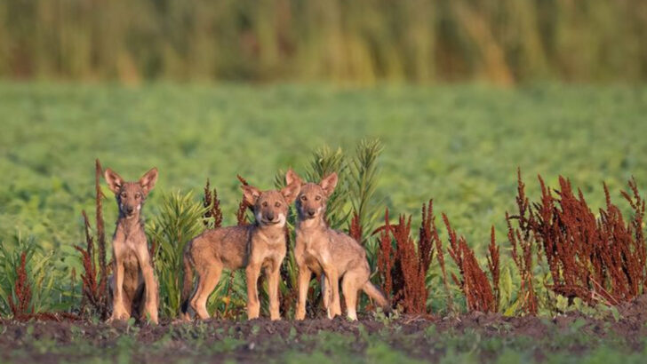 This National Wildlife Refuge Is Home to the Most Wild Wolves Outside Alaska