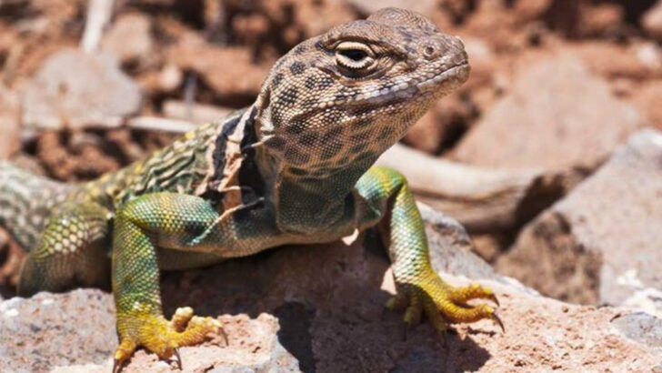 This One U.S. Canyon Holds More Reptile Species Than Most Countries