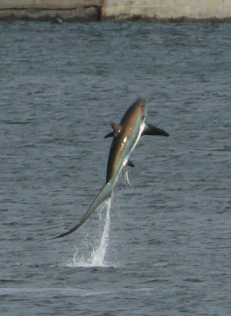 Thresher Shark
