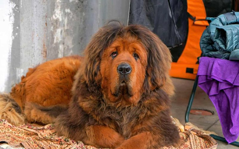 Tibetan Mastiff
