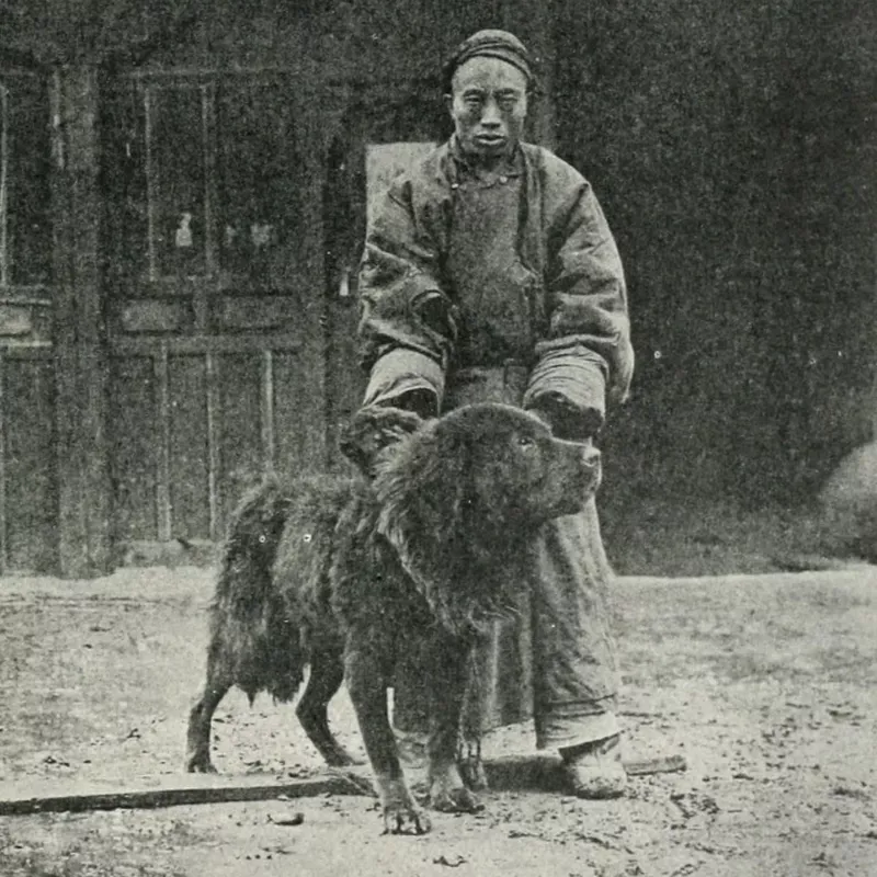 Tibetan Mastiff