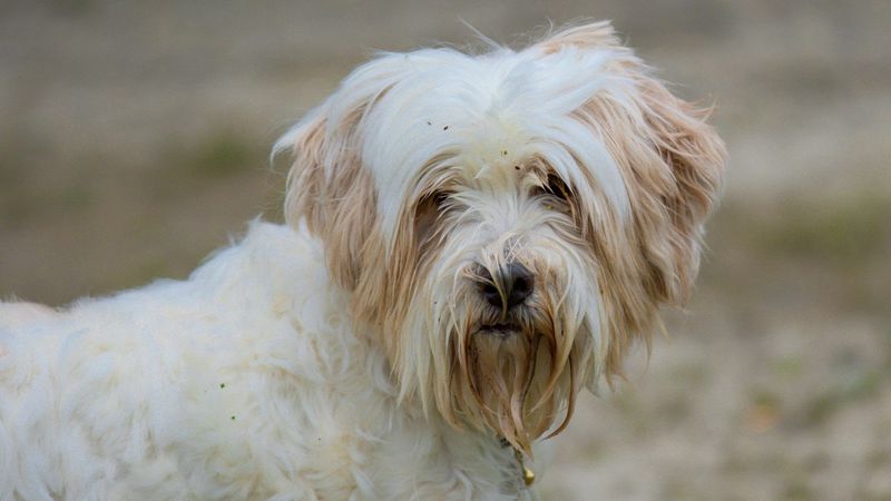 Tibetan Terrier
