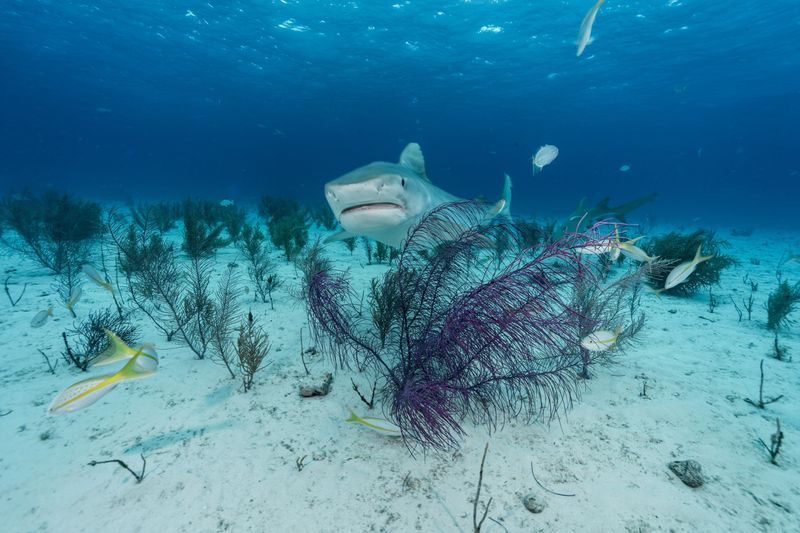 Tiger Shark