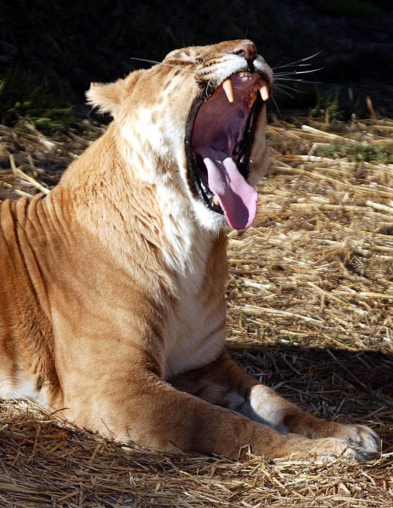12 Fascinating Facts About Rare Ligers And Tigons When Big Cats Mix 12 Fascinating Facts About Rare Ligers And Tigons When Big Cats Mix