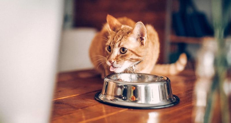 Tip 9: Feeding Routine