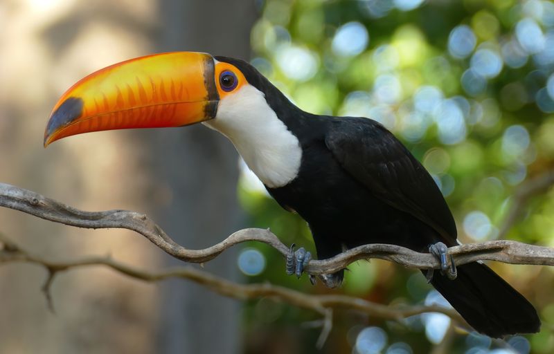 Toco Toucan