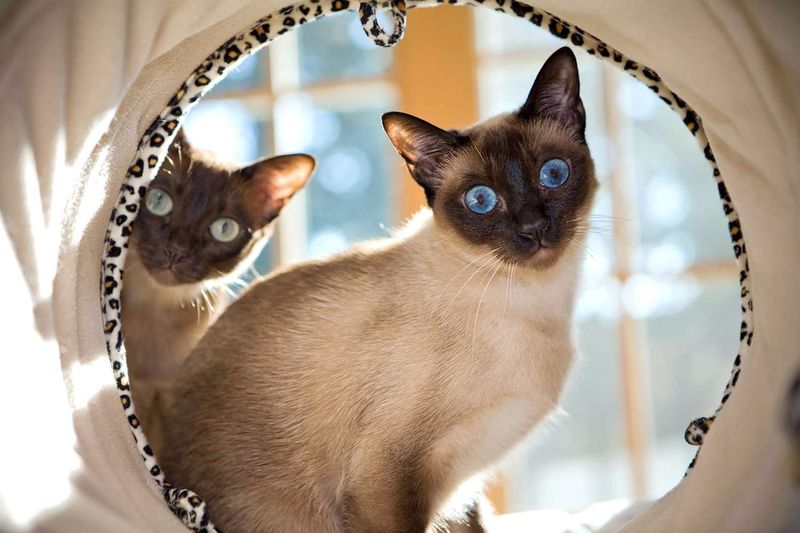 Tonkinese