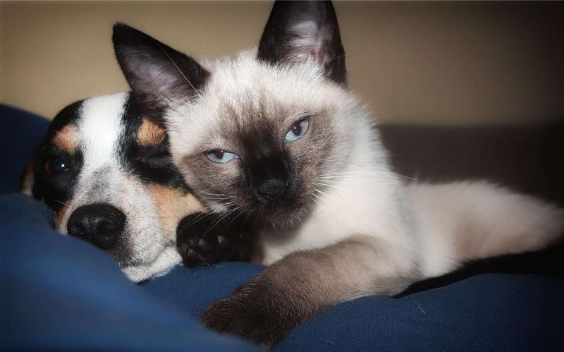Tonkinese