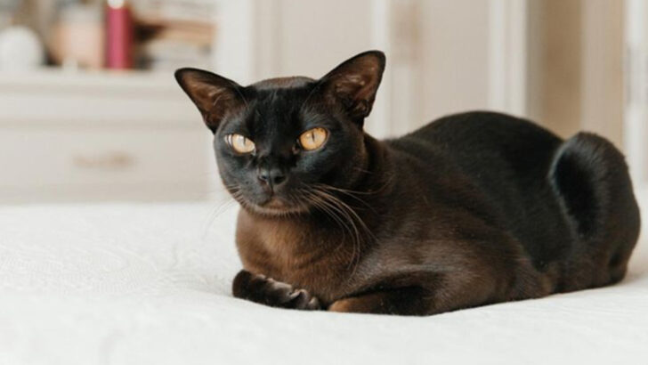 Top 17 Worst Cat Breeds According to Gen Z-ers
