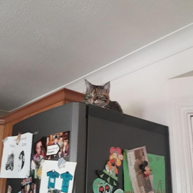 Top of the Refrigerator