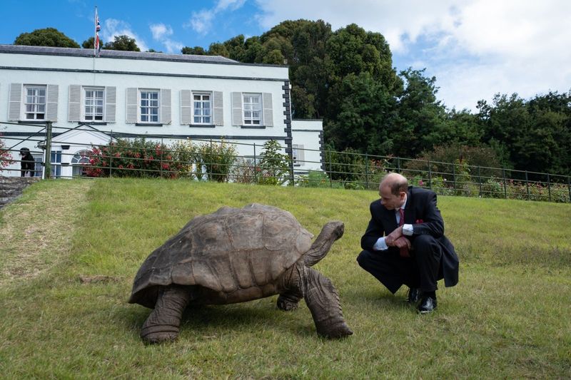 Tortoises in Palaces